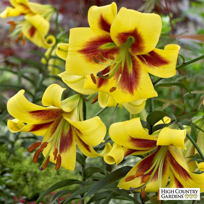 Lilium O.T. 'Robert Swanson'